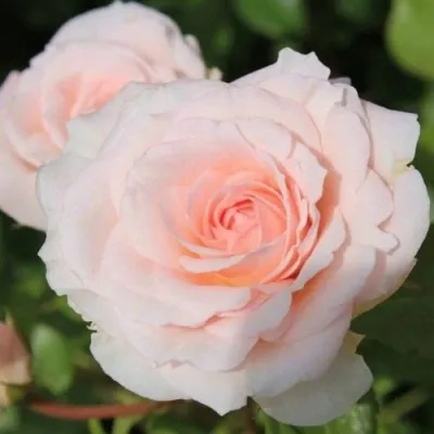 Роза чайно-гибридная роза Ангажемент (Engagement)