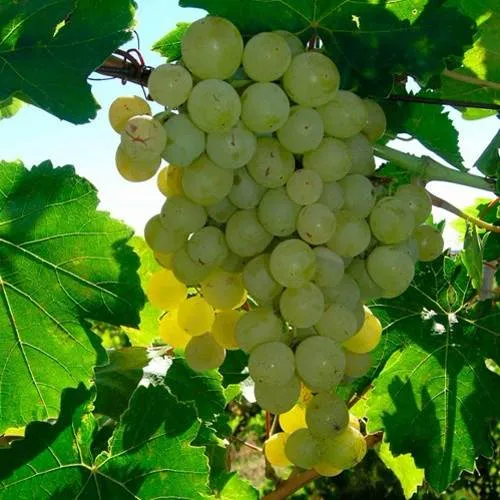 Виноград КИШМИШ МУСКАТНЫЙ в Барнауле