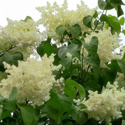 Сирень АМУРСКАЯ в Барнауле